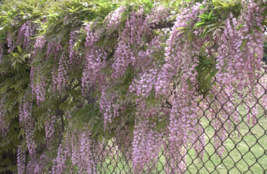 5 Pc Seeds Pink Chinese Wisteria Flower, Vine Climbing Seeds for Planting | RK - £11.56 GBP