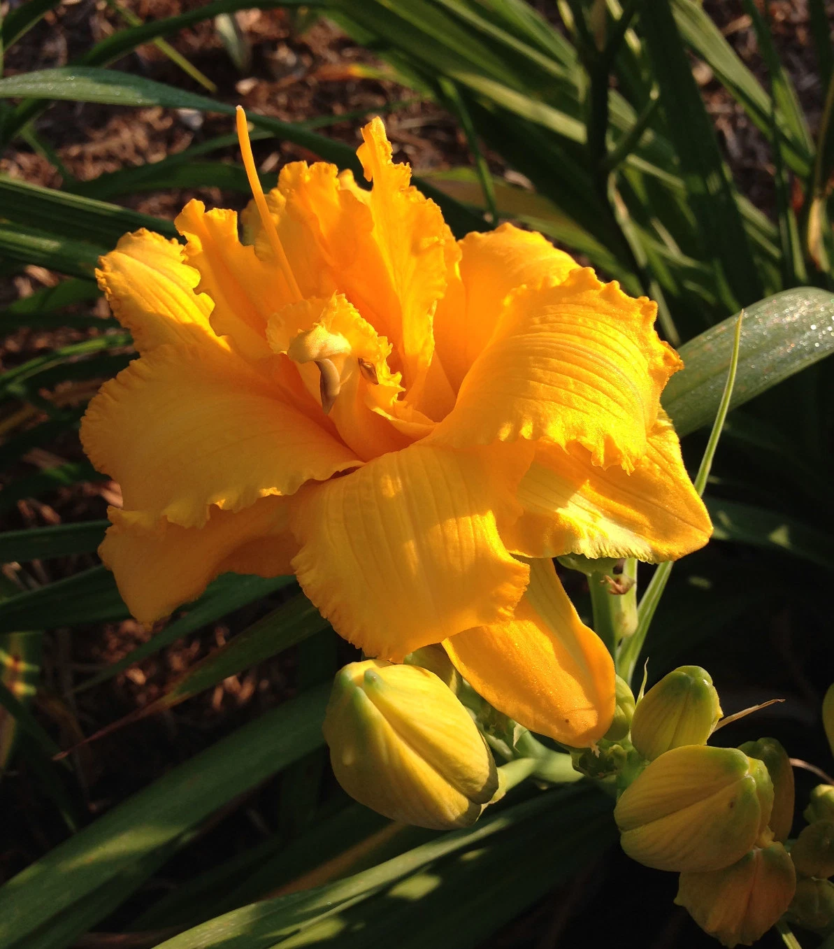 Daylily CONDILLA double yellow ruffled hemerocallis Perennial ~ DF or 2 ... - £23.96 GBP