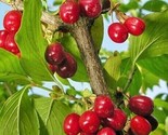 Cornelian Cherry Tree 10 Authentic Seeds - £5.81 GBP