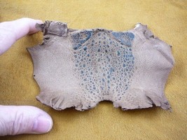 (EL1000-40) Cane TOAD LEATHER SKIN brown hide Bufo marinus, Craft make y... - $13.09