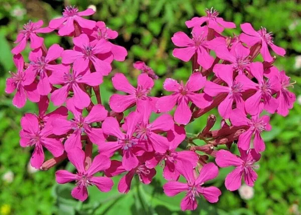 None So Pretty Catchfly Seeds 500+ Annual Flower Silene Armeria Fresh Seeds - £5.09 GBP