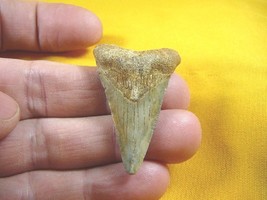 (S-241-11) 1-7/8&quot; wicked Fossil MEGALODON Shark Tooth Teeth JEWELRY love sharks - £35.16 GBP