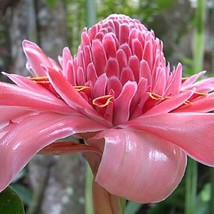 Etlingera Elatior Pink Torch Ginger Combrang Wax Flower 20 Seeds Gardeni... - £13.75 GBP