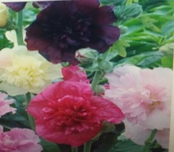 ArfanJaya Dwarf Hollyhock Majorette Flower Seeds - £6.51 GBP