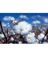 White cotton gossypium seeds1 thumbtall
