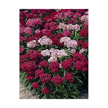 Premier Seeds Direct SWW04F 1.5 g Sweet William Indian Carpet Mix Seeds ... - $7.00
