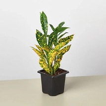 25 Seeds Croton House Plant Gold Dust Fresh Seeds Easy to Grow Ship From USA - £12.49 GBP