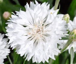 Grow In US 50 White Bachelor&#39;s Button Seeds Annual Seed Flower Flowers Garden - £8.18 GBP