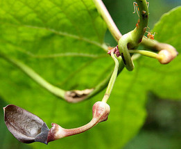 Fresh Aristolochia pothieri 10 Seeds US Seller - £20.00 GBP