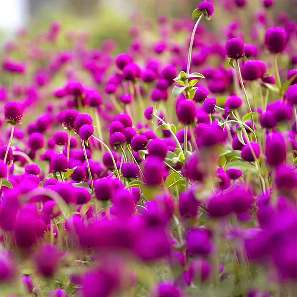 From US 200 PURPLE Radiant Gomphrena Globosa Varieties (Approx. 50cm) -Non GMO - £6.23 GBP