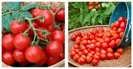 200 Seeds Husky Cherry Red Tomato Seeds - International Ship - £14.17 GBP