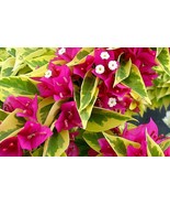 Bougainvillea starter/plug plant Pink Pixie Queen Variegated SHIPS BARE ... - $37.98