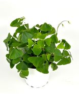 Live Plant Shamrock Oxalis Triangularis Good Luck Houseplant, 4” Pot - £26.57 GBP