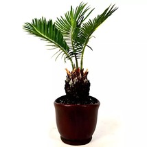 Live Bonsai Sago Palm Tree Japanese Sago Palm Tree Plant Pot for Home and Garden - £29.09 GBP