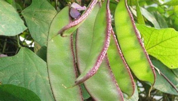 20+ Early Hyacinth Bean Heirloom Vine Flat Bean Seeds ???????? 2024 - $11.99