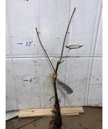 Duchess of Oldenburg Apple tree, grafted, 12-18 inches tall - $53.34 CAD