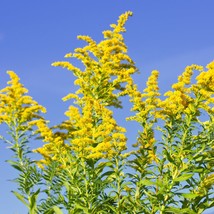 Grow Your Own Meadow - Goldenrod Wildflower Seeds (50 Count), Ideal for Creating - £5.99 GBP