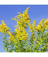 Grow Your Own Meadow - Goldenrod Wildflower Seeds (50 Count), Ideal for Creating - $7.50