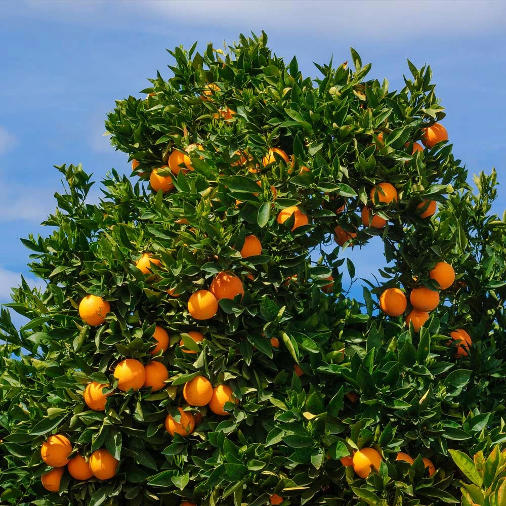 5 Seeds Orange Grapefruit Citrus Tree FAST GROWING Juicy Healthy Fruit - $12.77