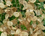 Money Plant Seeds 50 Lunaria Biennis  Biennial Flower Garden Fast Shipping - £7.20 GBP