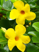 Goodidea Mandevilla Sanderi, Yellow - £8.36 GBP