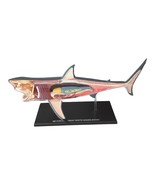 4D Vision Great White Shark Anatomy Model  - $33.49 CAD