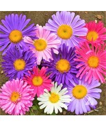 SRN Single Mix China Aster Seeds Callistephus Chinensis Daisy Cut Flower... - $11.25