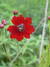 BPA 500 Seeds Red Dwarf Plains Coreopsis Coreopsis Tinctoria FlowerFrom USA - £7.74 GBP