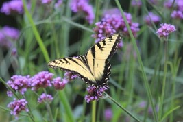 Verbena Bonariensis Purpletop Vervain Tender Purple 500 Seeds - £4.47 GBP