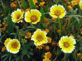 Tidy Tips Drought Tolerant Yellow Flower 360 Seeds Garden USA - $4.48