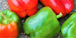 BPA California Wonder Peppers 100 Seeds Non-Gmo  From US - £6.26 GBP