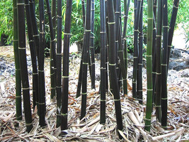 400 BLACK Bamboo Seeds - Phyllostachys nigra - Hardy Rare Privacy Screen Plant - £14.66 GBP