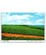 Vintage Potato Field Prince Edward Island Canada Landscape Postcard - $7.00