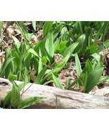 GIB Allium tricoccum | Ramps | 20 Seeds - $15.00