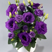 Lisianthus Seeds Rosie Lavender Blue 25 Pelleted Seeds Gardening USA Shi... - £11.53 GBP