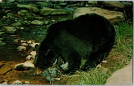 Black Bear Along A Mountain Stream In Big Game Country Postcard - £4.12 GBP