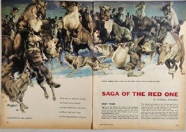 1955 Magazine Picture Warrior Wolves Down Caribou Illustrated by Bill Griffith - £13.10 GBP