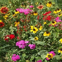 2000 Southern Flower Seed Mix Fresh Seeds USA Seller - £11.05 GBP