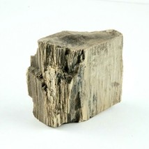 Petrified Wood South Dakota 1 lb 5.6 oz 4” x 4" x 1.4" Wooden Rock Stone Fossil