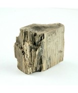 Petrified Wood South Dakota 1 lb 5.6 oz 4” x 4&quot; x 1.4&quot; Wooden Rock Stone... - £18.37 GBP