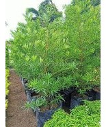 120 PCS Seeds Podocarpus Macrophyllus Tree - $21.61