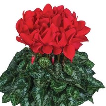 Cyclamen Seeds 15 Seeds Cyclamen Halios Red Rebelle - £22.31 GBP