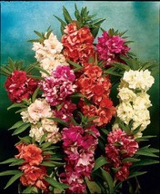 Iceberg Lettuce Seeds - $8.37
