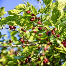 Mulberry (morus Nigra) tropical fruit tree Fruit Soon 1’-2’ - £59.78 GBP