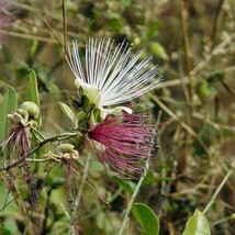 Capparis Zeylanica Ceylon Indian Caper 10 Seeds Garden - £16.85 GBP