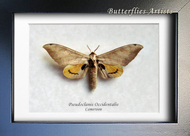 Pseudoclanis Occidentalis Real African Moth Framed Entomology Shadowbox - $49.99