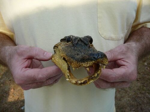 Gator Def (G-Def-27) 6-1/8