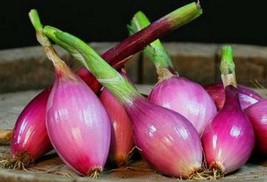 25 Seeds Red Torpedo Onion Seeds NON-GMO - £4.66 GBP
