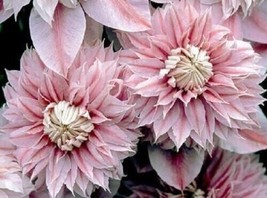 GIB 25 Double Light Pink Clematis Seeds Beautiful Flowersing - £7.09 GBP