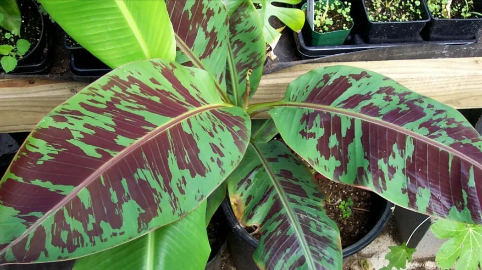 Musa - &#39;Zebrina&#39; - Live Banana Plant Easy to Grow Gardening USA Seller  - £21.59 GBP